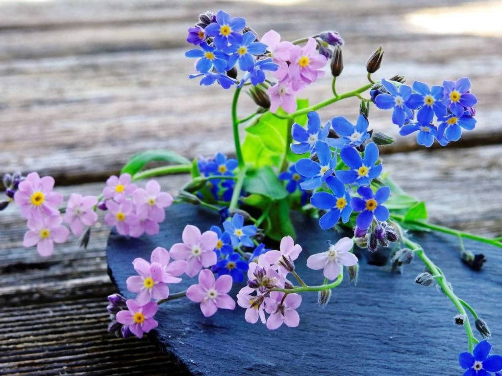 藍粉相間的勿忘我花 壁紙 — 鮮豔的藍色和粉紅色勿忘我花，黃色花心，在綠色莖上盛開，位於深色石板之上，石板擱在風化的木板上。