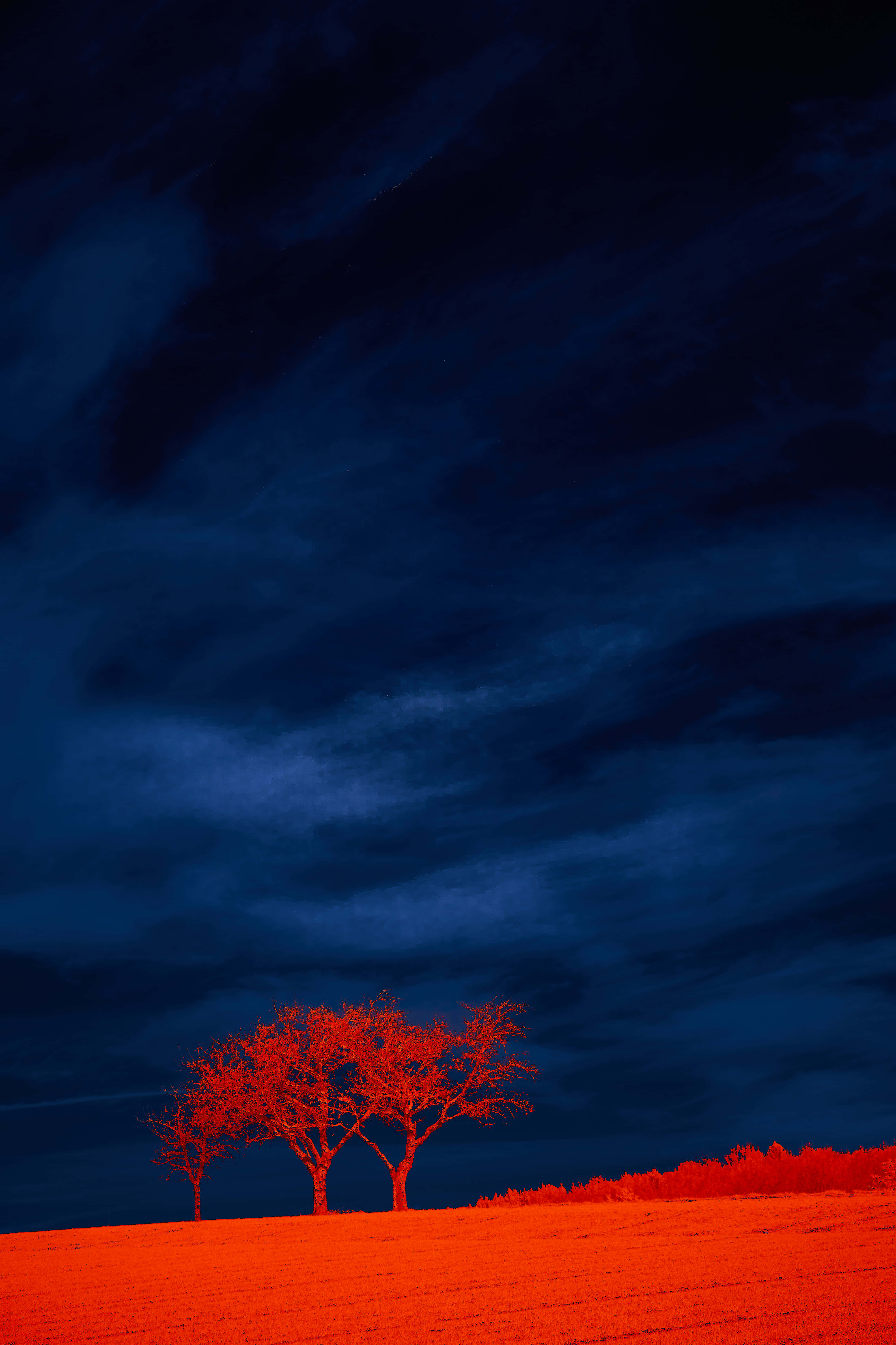 藍紅山景背景 壁紙 — 一棵孤獨的紅樹聳立在火紅的橙色田野上，下方是戲劇性的深藍色多雲天空。