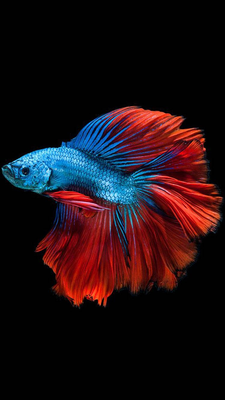 藍紅相間暹羅鬥魚 iPhone 壁紙 — 一條充滿活力的藍紅鬥魚，魚鰭飄逸，在純黑色背景下閃耀。