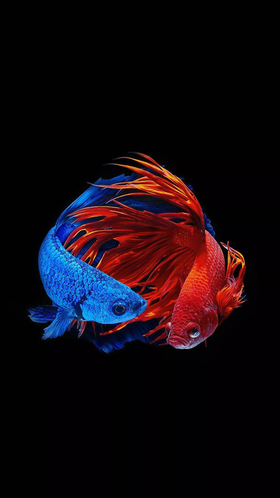 藍紅雙暹羅鬥魚 iPhone 壁紙 — 一條鮮藍色和火紅色的鬥魚在純黑背景下進行戲劇性的對峙。
