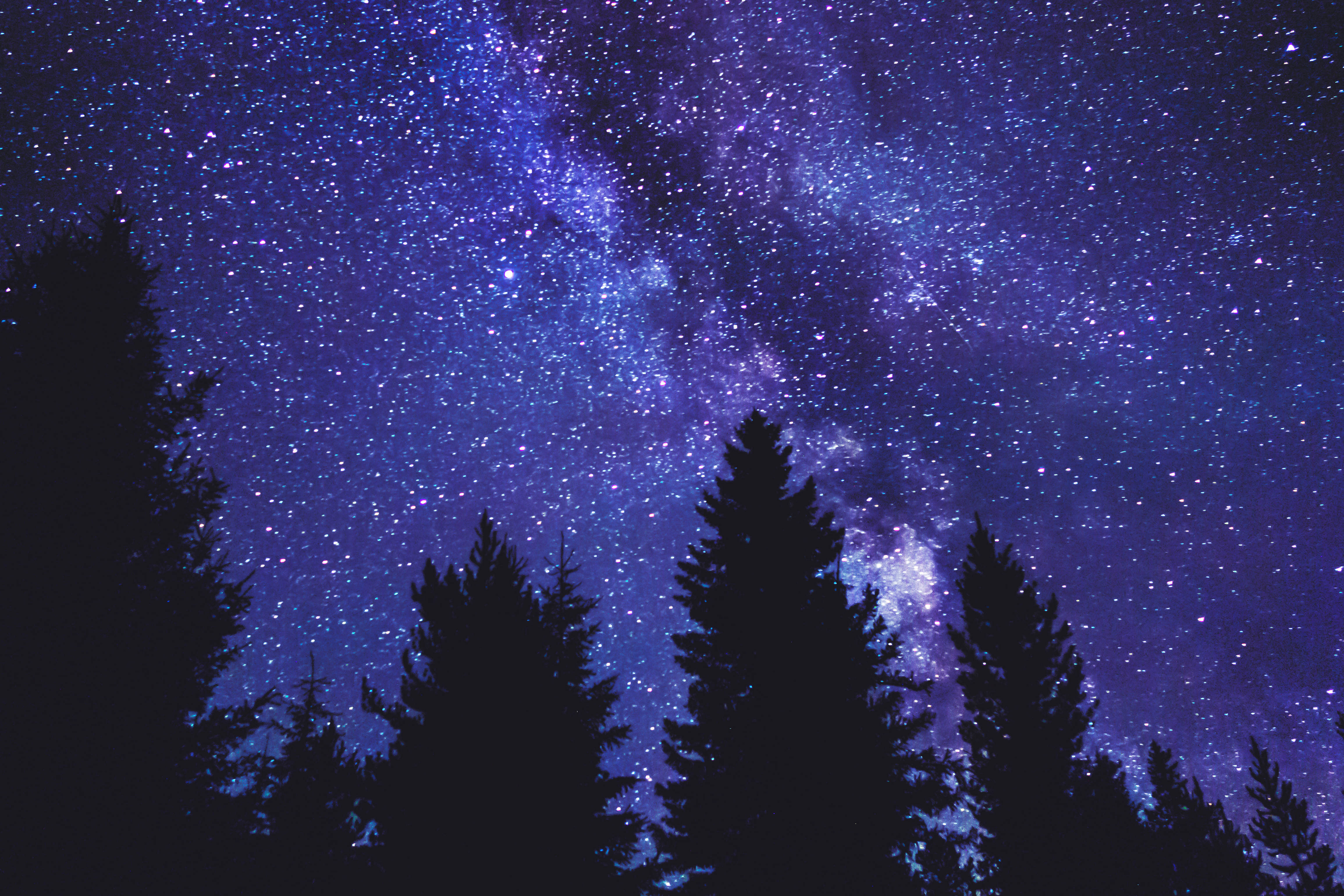藍紫色星系懸於森林之上 壁紙 — 剪影的松樹框住了一個令人嘆為觀止的紫色和藍色星空，銀河明亮地閃耀。