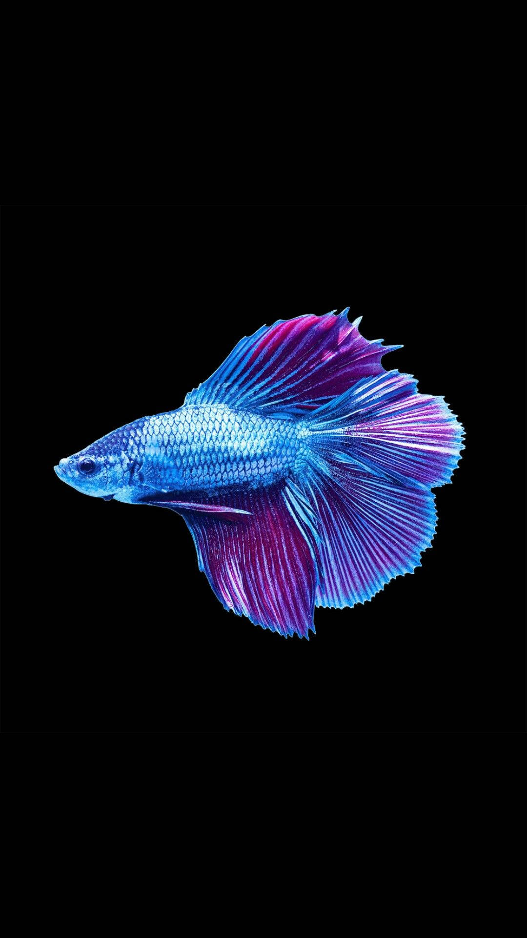 藍紫色酷炫斗魚 壁紙 — 一條充滿活力的藍紫色鬥魚，擁有流動的魚鰭，在純黑色背景上閃耀。