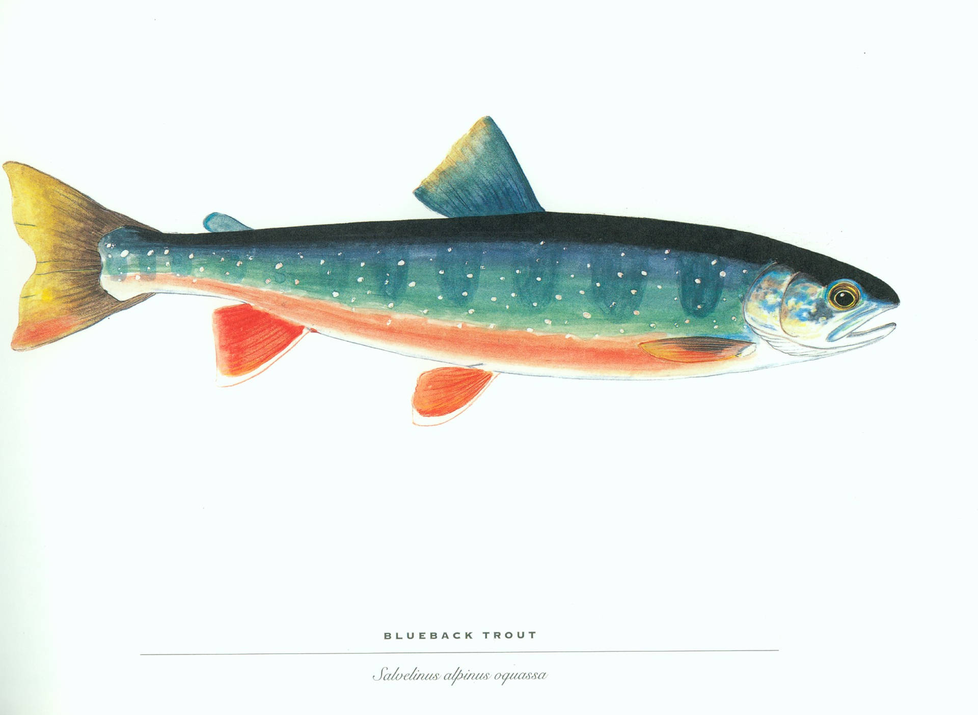 藍背鱒魚插圖，附有學名和顏色細節。