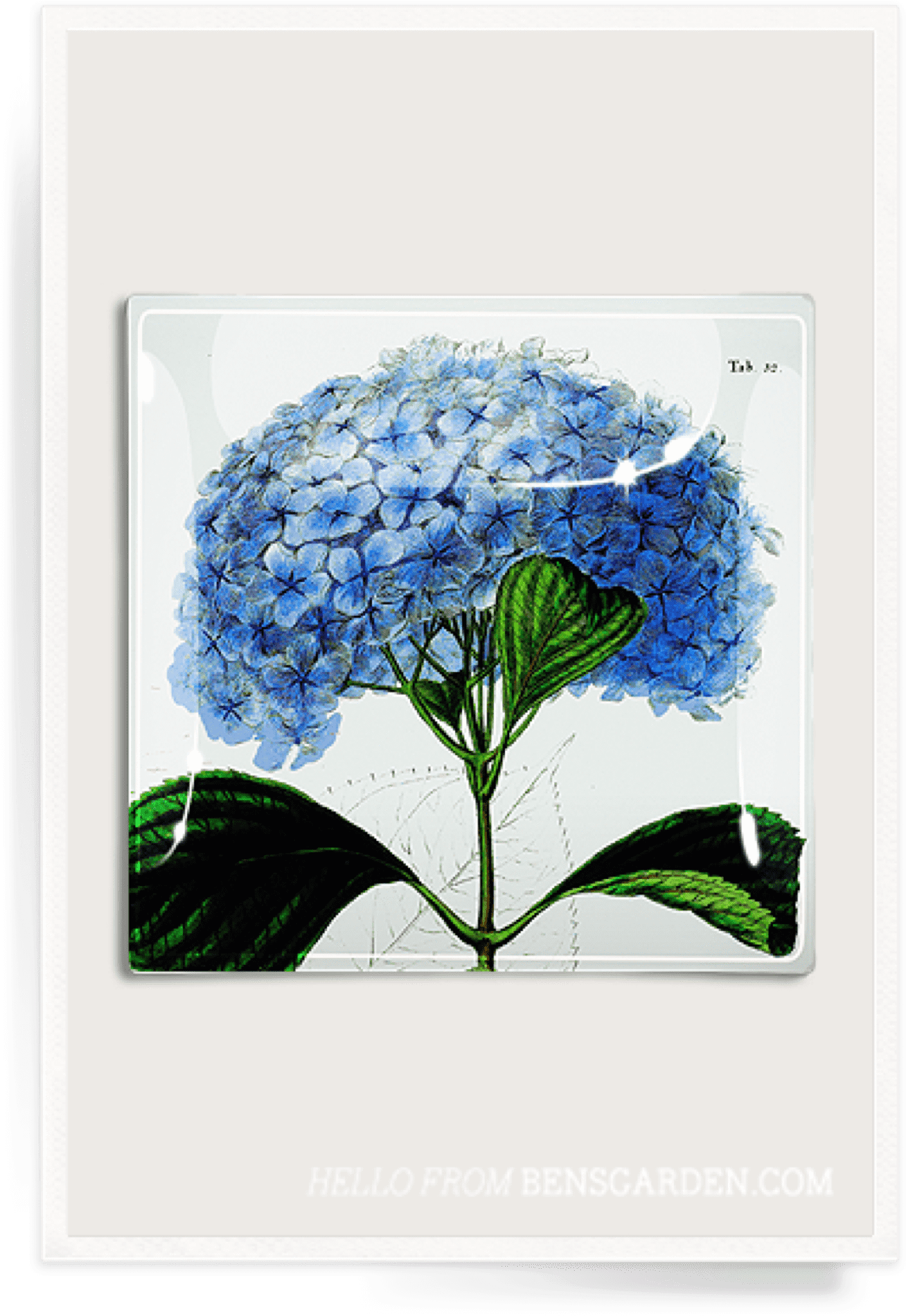 藍色八仙花植物插圖 壁紙 — 一幅復古植物插圖，描繪藍色繡球花，帶有詳細的綠色葉子，背景為白色。