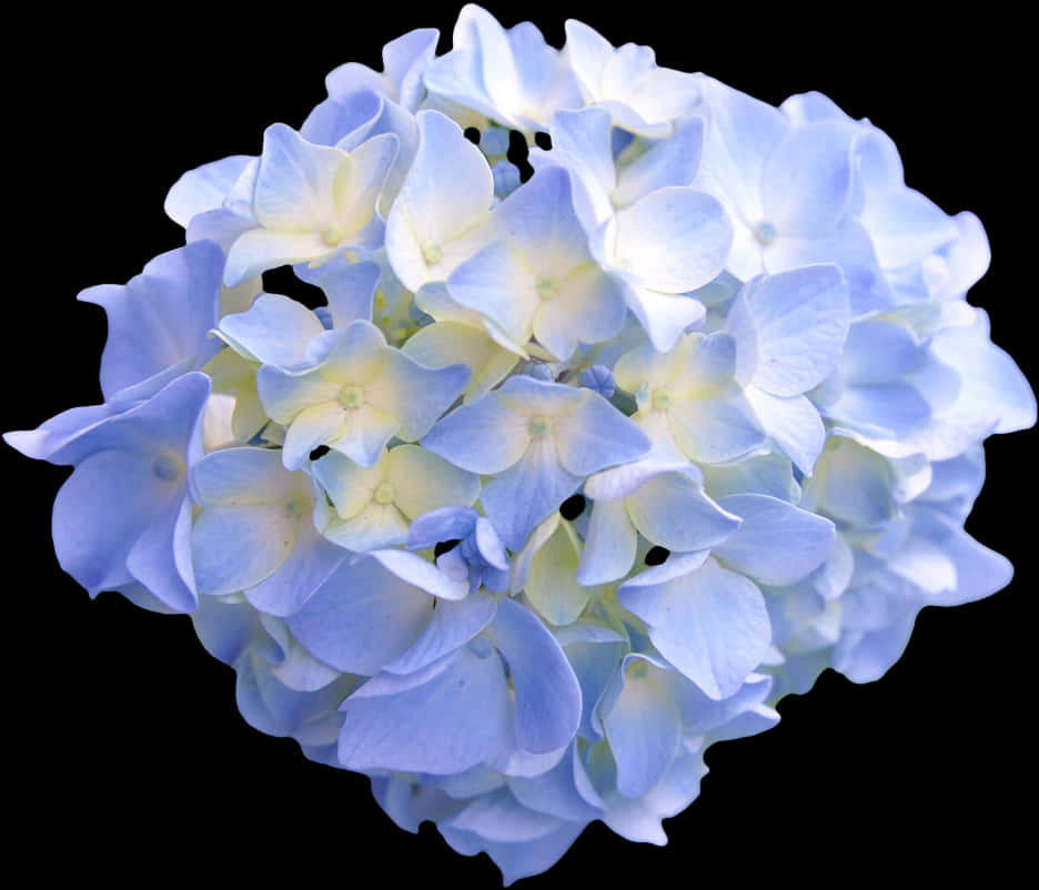 藍色八仙花黑色背景 壁紙 — 淺藍色繡球花近攝，花心呈奶油色，背景為純黑色。