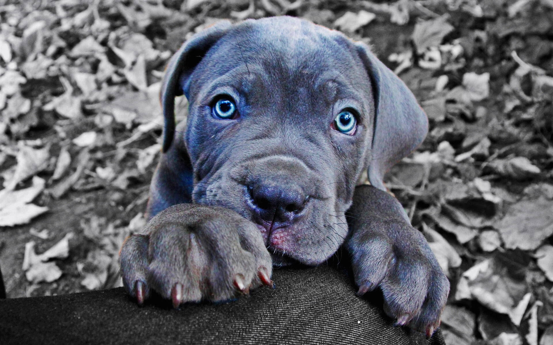 藍色卡內羅犬幼犬 壁紙 — 一隻藍眼睛的灰色小狗將爪子放在被落葉包圍的黑暗表面上。