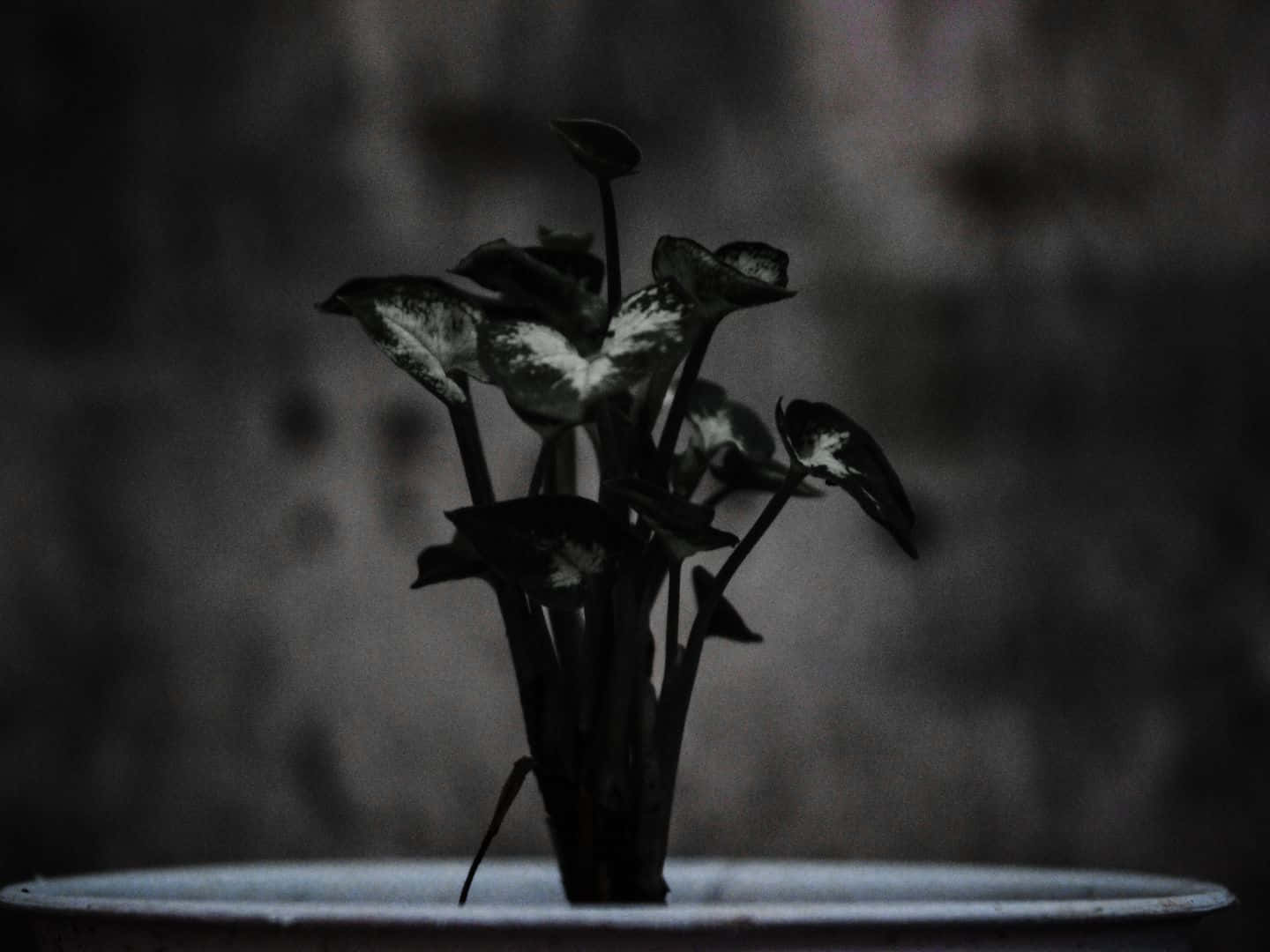 藍色抽象背景，中央有焦點光點 壁紙 — 一盆有斑葉的盆栽植物在昏暗光線下，背景是模糊的灰色牆壁。