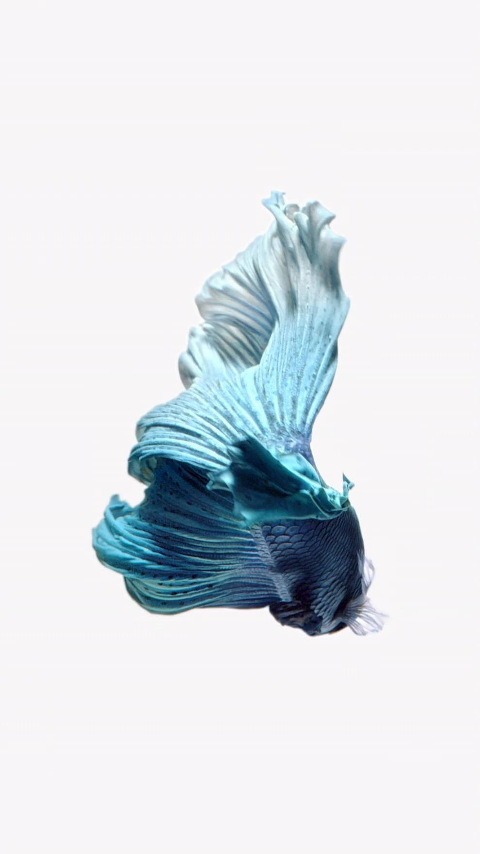 藍色暹羅鬥魚 iPhone 壁紙 — 一條充滿活力的藍色鬥魚，擁有流暢的魚鰭，在純白色背景上優雅地游動。