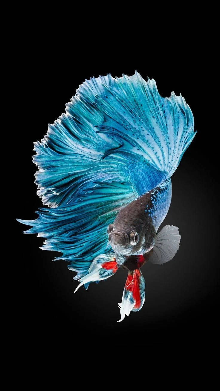 藍色暹羅鬥魚 iPhone 壁紙 — 一條充滿活力的藍色鬥魚，擁有流動的魚鰭和紅色尾巴，在純黑色背景下閃耀。
