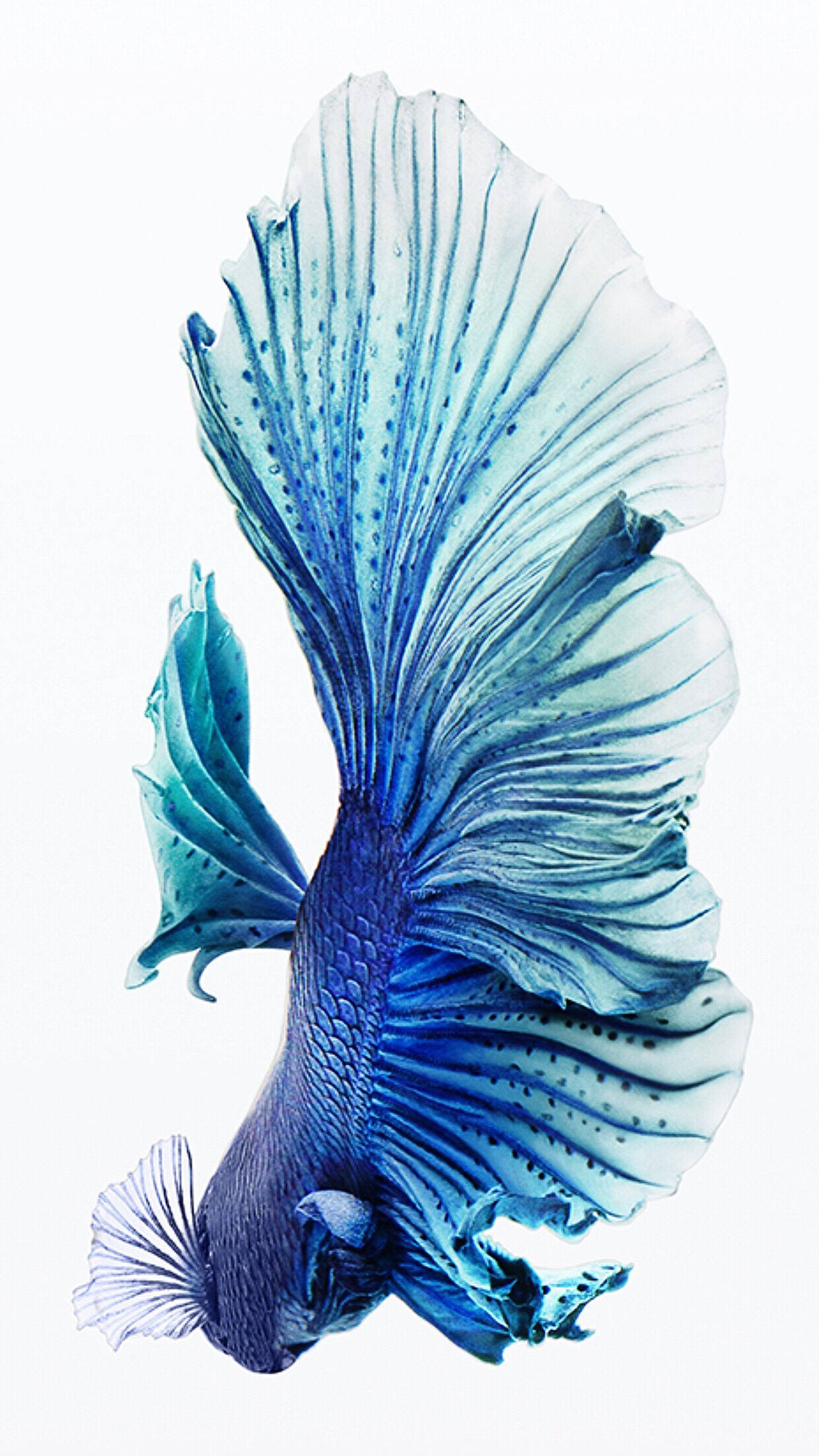藍色暹羅鬥魚 iPhone 背景 壁紙 — 一條令人驚嘆的藍色鬥魚，擁有流暢的魚鰭和精緻的圖案，在純白色背景上優雅地游動。