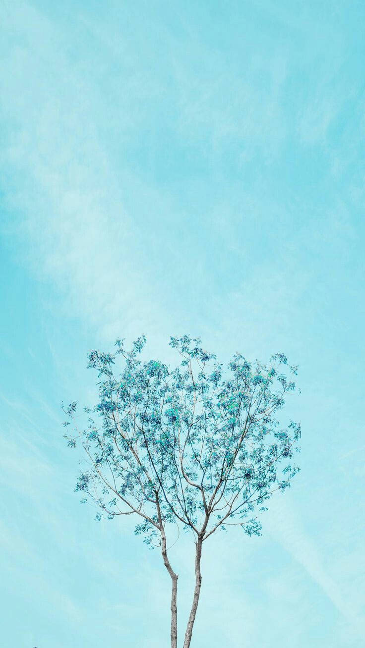 藍色柔霧風孤樹 壁紙 — 一棵孤獨的樹，長著稀疏的藍綠色葉子，矗立在廣闊的淡藍色天空下，天空中有柔軟的縷縷白雲。