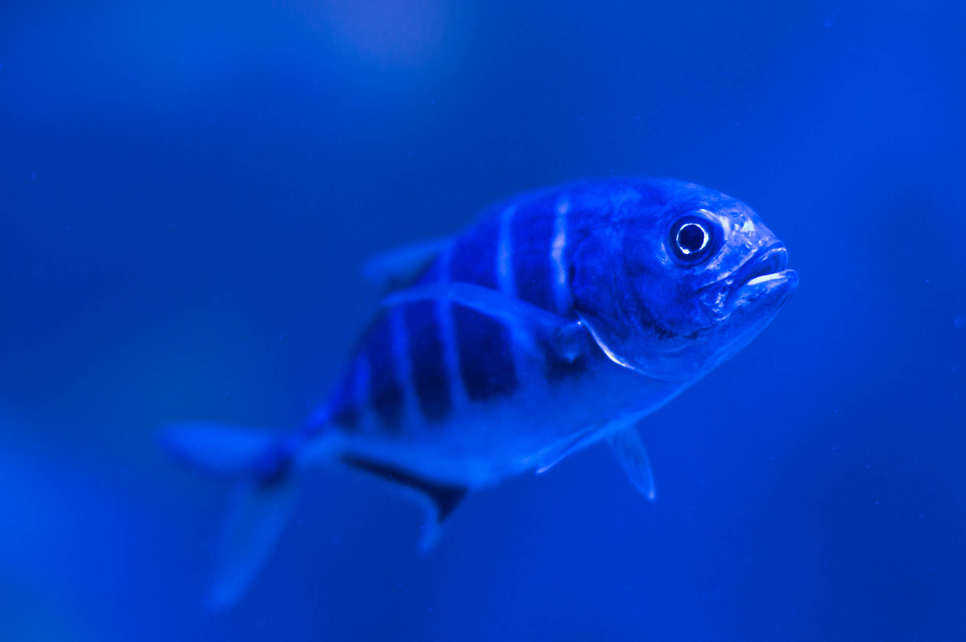 條紋魚在深藍色海洋中游泳