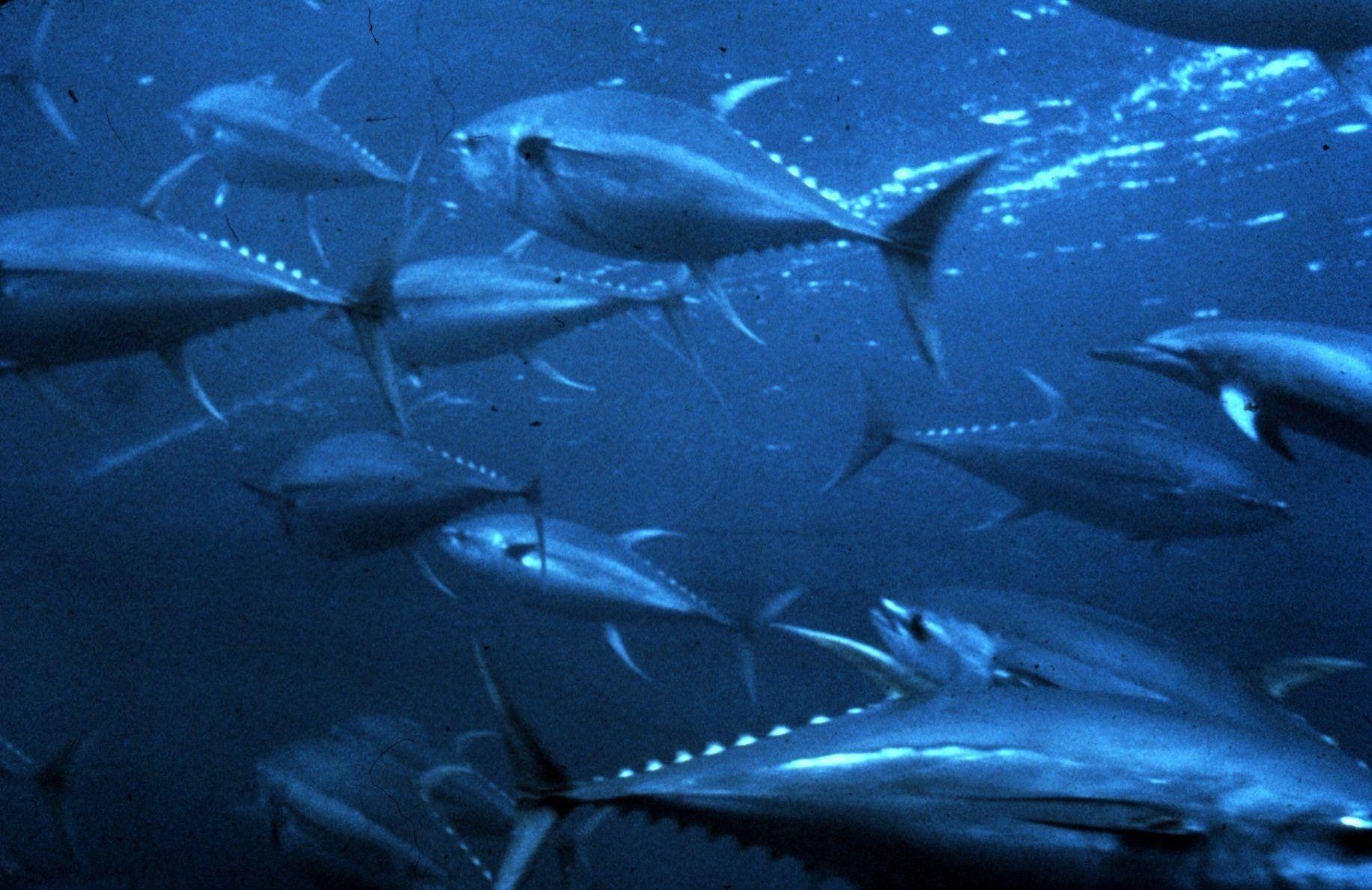 藍色海洋中的鯖魚群 壁紙 — 一群吞拿魚在深藍色的海洋水中優雅地游動，陽光從上方穿透而下。