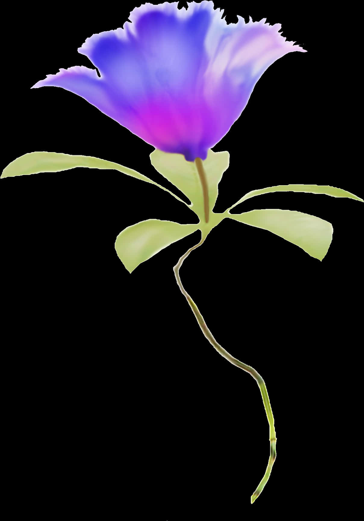 藍色漸變單花