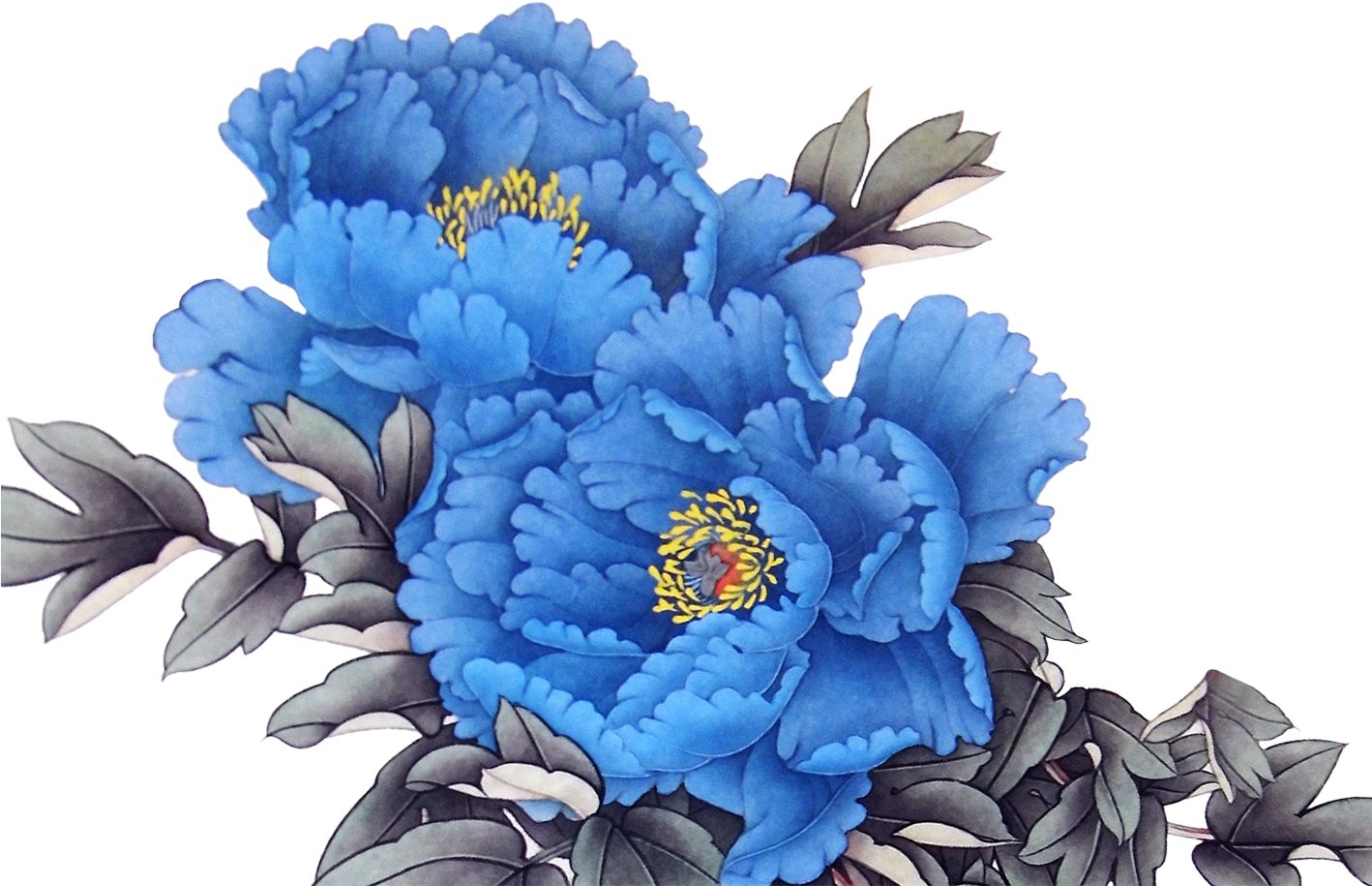 藍色牡丹插畫 壁紙 — 鮮豔的藍色牡丹花，帶有黃色雄蕊，在純黑背景下盛開，由單色葉片襯托。