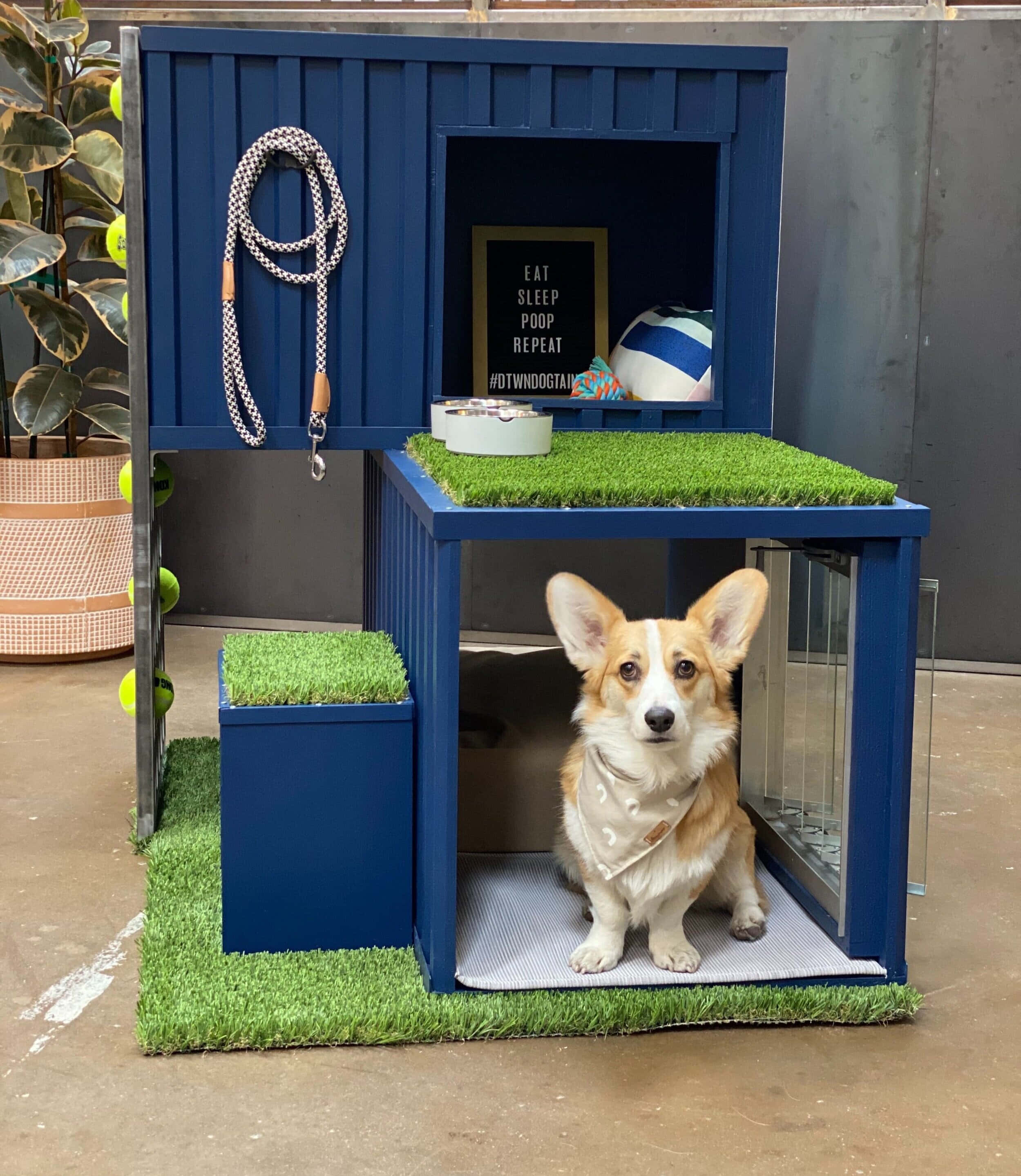 藍色狗屋圖片 壁紙 — 一隻哥基犬警覺地坐在時尚的藍色狗屋內，地板鋪有人造草，還有一塊寫著eat sleep poop repeat的黑板。
