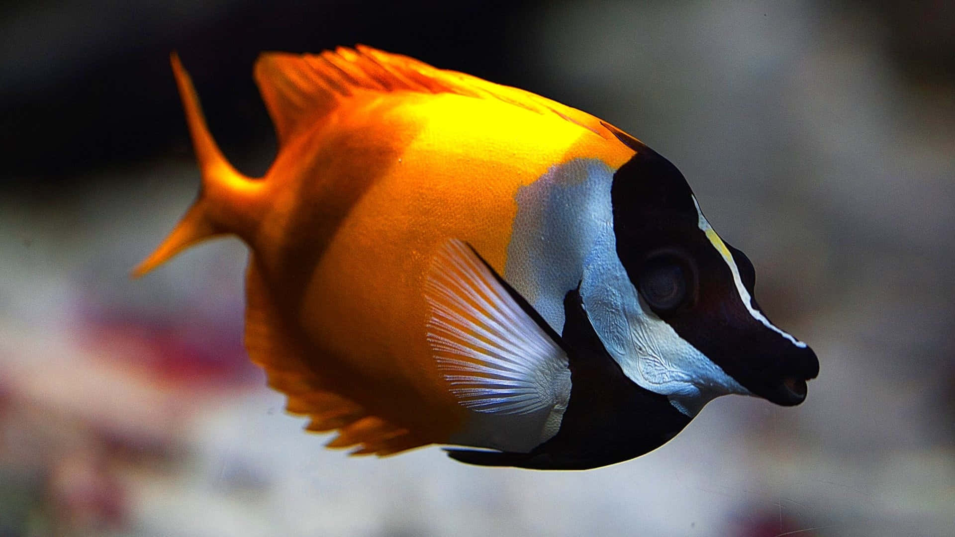 藍色珊瑚礁中色彩繽紛的魚群 壁紙 — 一條充滿活力的橙色和黑色熱帶魚，在柔和模糊的水下場景中優雅地游動。