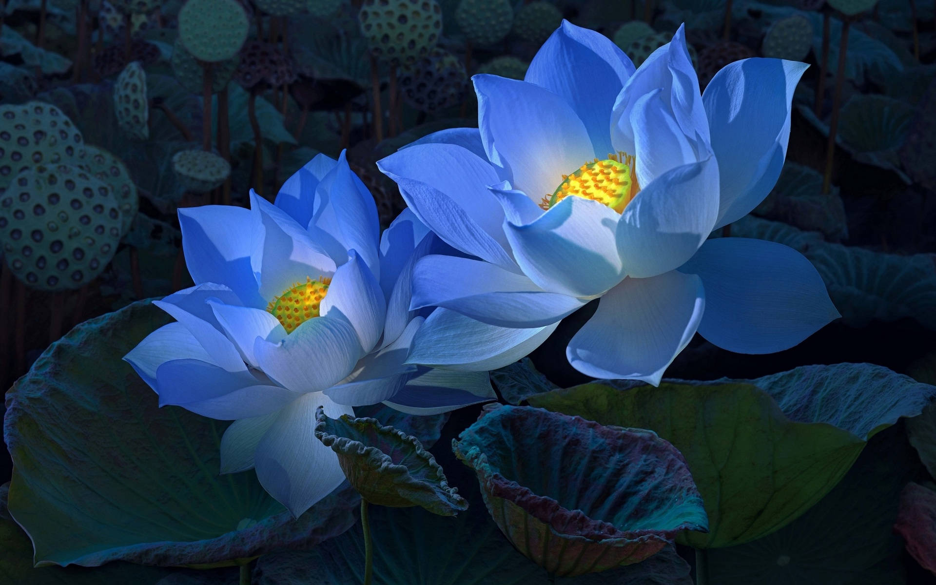 藍色聖蓮花 壁紙 — 兩朵發光的藍色蓮花，金色花心，在暮色中盛開於深綠色睡蓮葉之間。