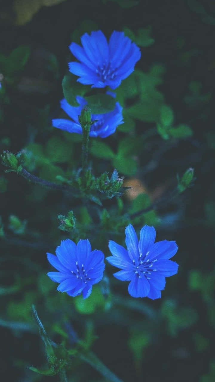 自然環境中帶有綠葉的藍色菊苣花