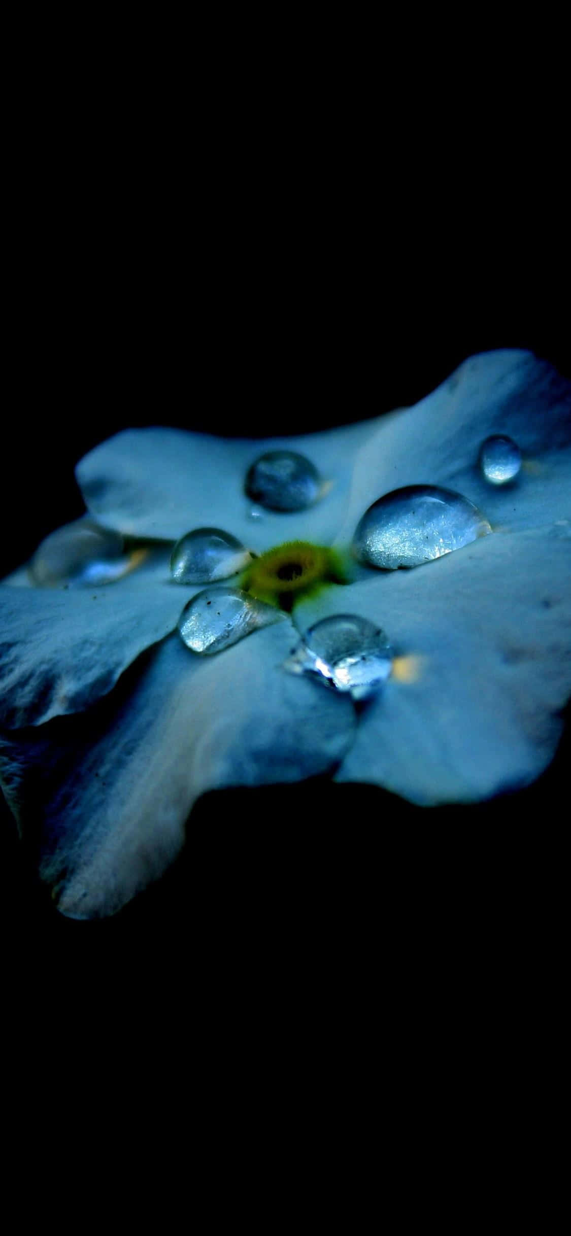藍色花朵上的水珠 壁紙