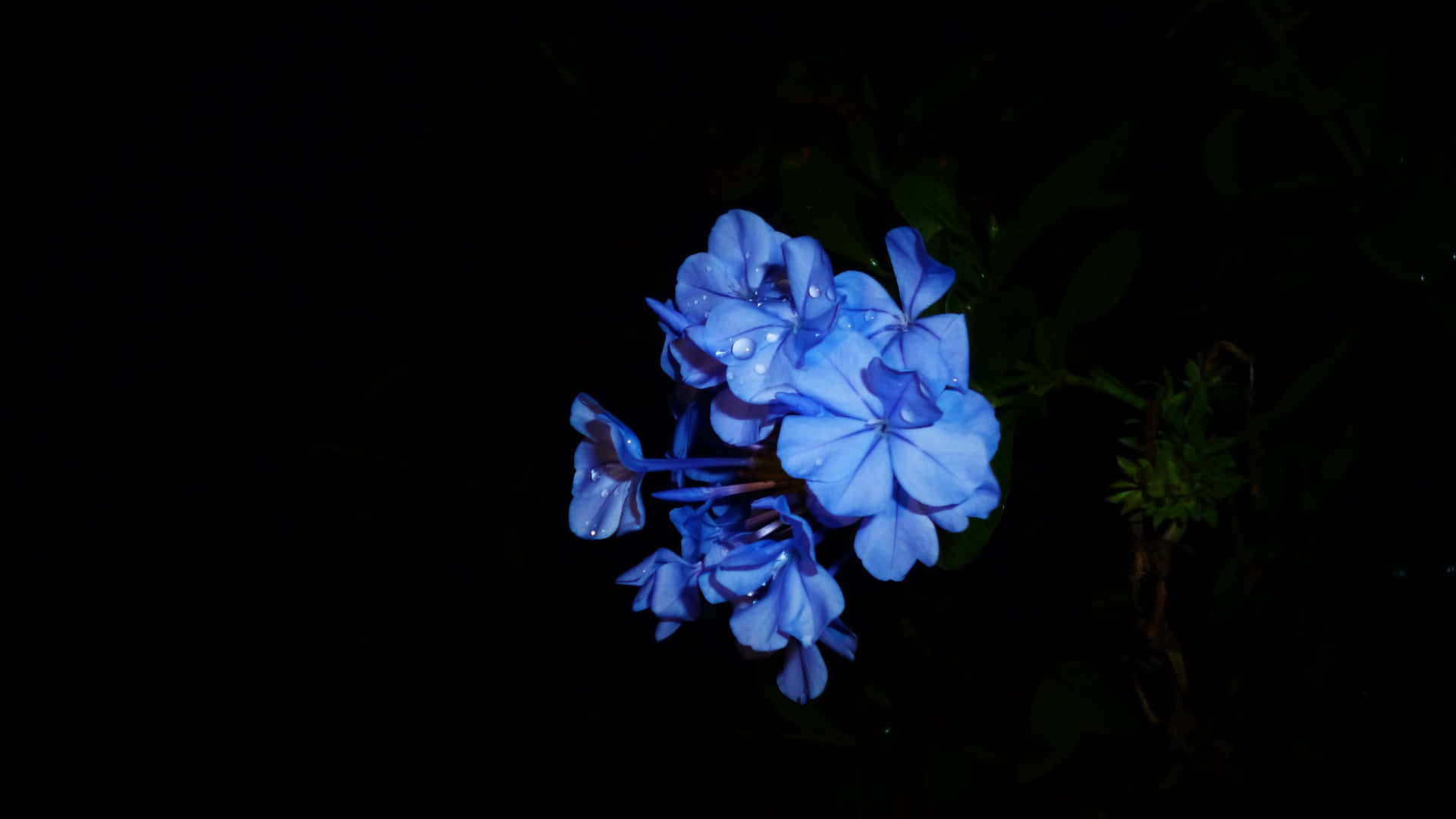 在黑暗的夜晚中閃耀著露珠的藍色花朵。