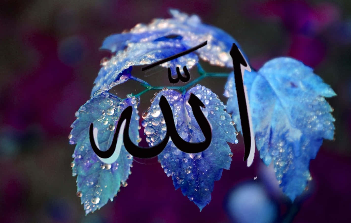 Allah 桌布 壁紙 — 藍色葉片上閃爍著水滴，在模糊的紫色背景上呈現黑色的阿拉伯書法「阿拉」。