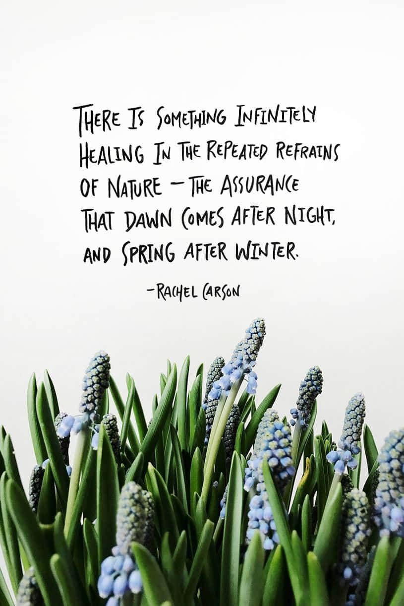 Spring Inspirational 桌布 壁紙 — 藍色葡萄風信子在鮮綠葉片中綻放，下方有Rachel Carson關於黎明和春天的語錄。