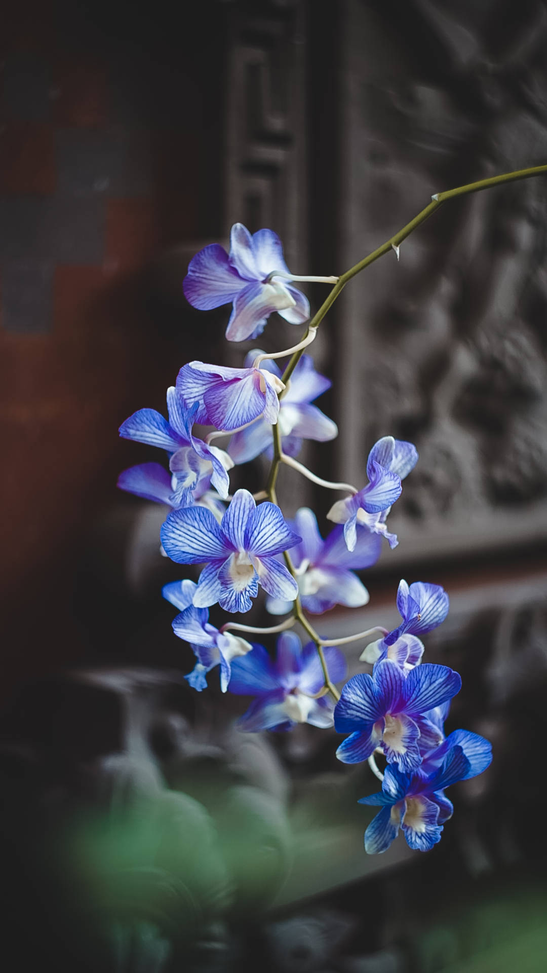 一簇帶有白色中心的藍色蘭花在室內優雅地懸掛。