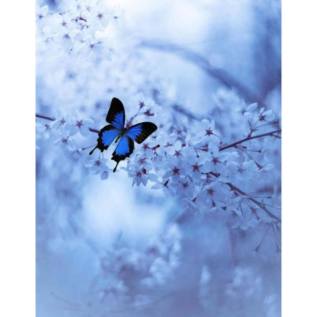 藍色蝴蝶在寧靜的春日場景中停歇在白色櫻花上。 — 唯美蝴蝶動圖 壁紙