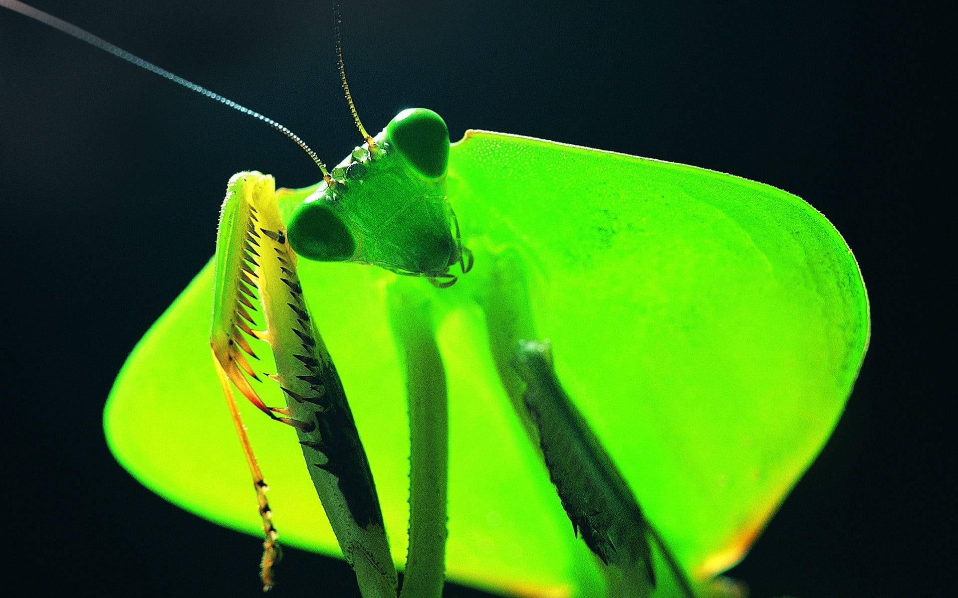 藍色觸角禱 mantis 壁紙 — 一隻充滿活力的綠色螳螂，翅膀發光，在黑色背景下清晰照明。