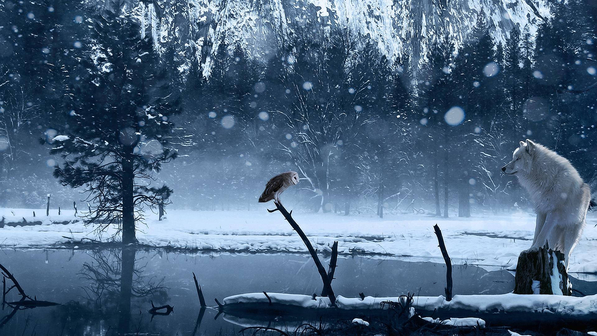 藍色貓頭鷹與狼 壁紙 — 雪地森林場景，一隻白狼和一隻貓頭鷹在飄雪中隔著結冰的池塘對峙。
