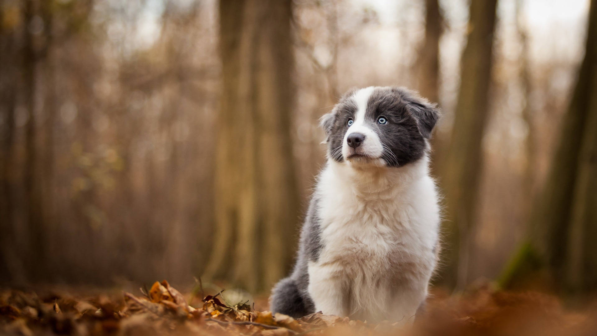 藍色邊境牧羊犬幼犬 壁紙 — 一隻毛茸茸、藍眼睛的邊境牧羊犬幼犬，在陽光明媚的森林中，警覺地坐在金色的秋葉之間。