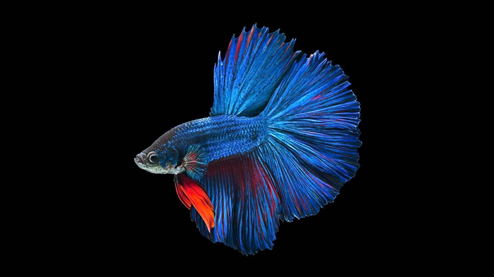 藍色鬥魚 壁紙 — 一條充滿活力的藍紅鬥魚，魚鰭飄逸，在純黑背景下閃耀。