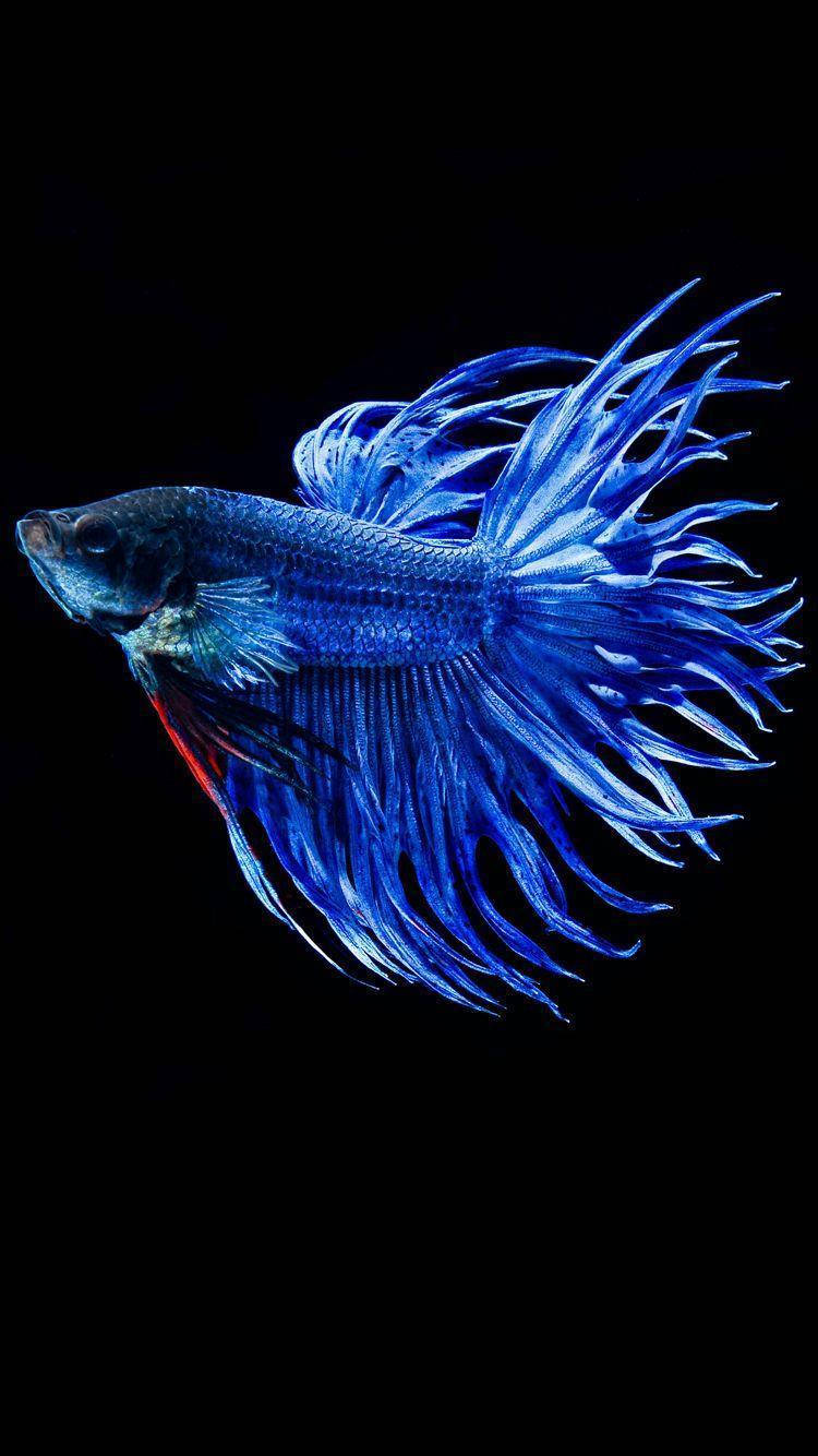 一條藍色鬥魚，魚鰭飄逸，在黑色背景上。