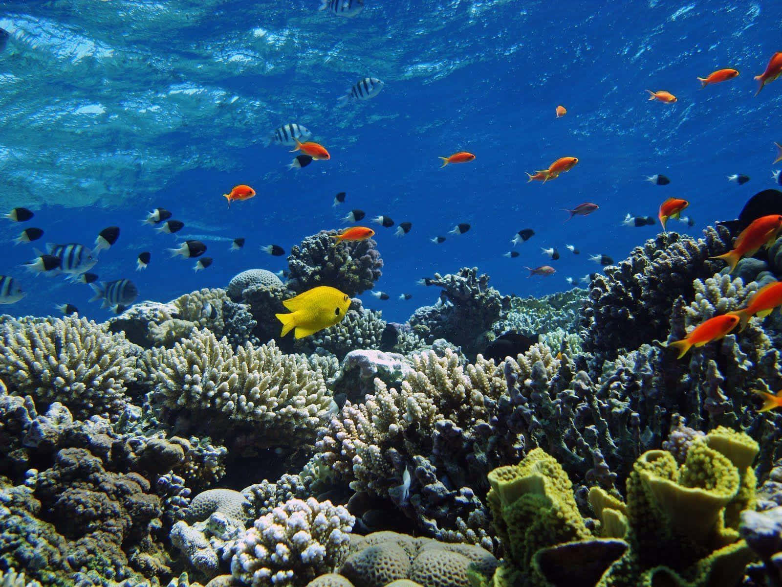 藍色魚群海底圖 壁紙 — 充滿活力的珊瑚礁，色彩繽紛的魚群在清澈的藍色水面下暢游。
