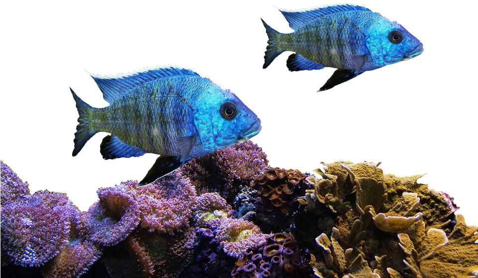 藍色魚與珊瑚礁場景 壁紙 — 兩條充滿活力的藍色魚在鮮豔的珊瑚群上方優雅地游動，背景是純黑色。