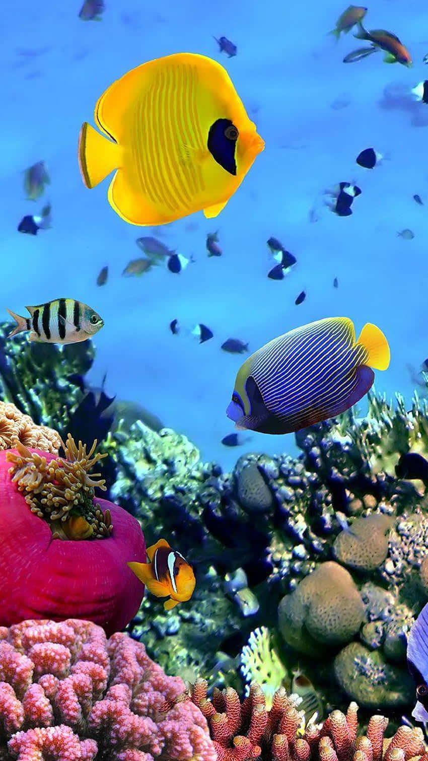 色彩繽紛的熱帶魚在清澈藍色海水的珊瑚礁中游動。