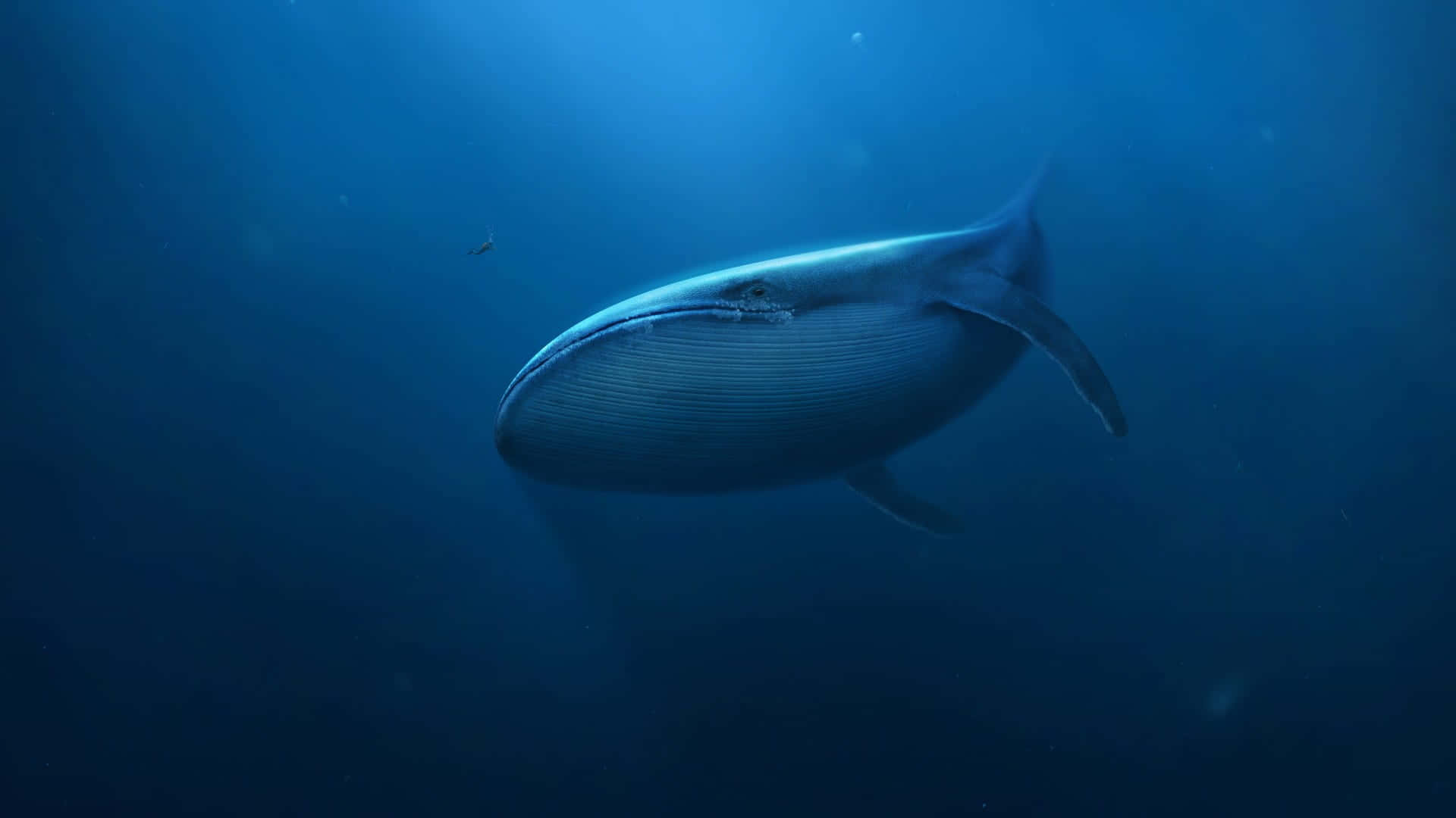 藍鯨深海海洋攝影畫面 壁紙 — 一頭雄偉的藍鯨在沐浴著上方柔和藍光的深海水中滑行。