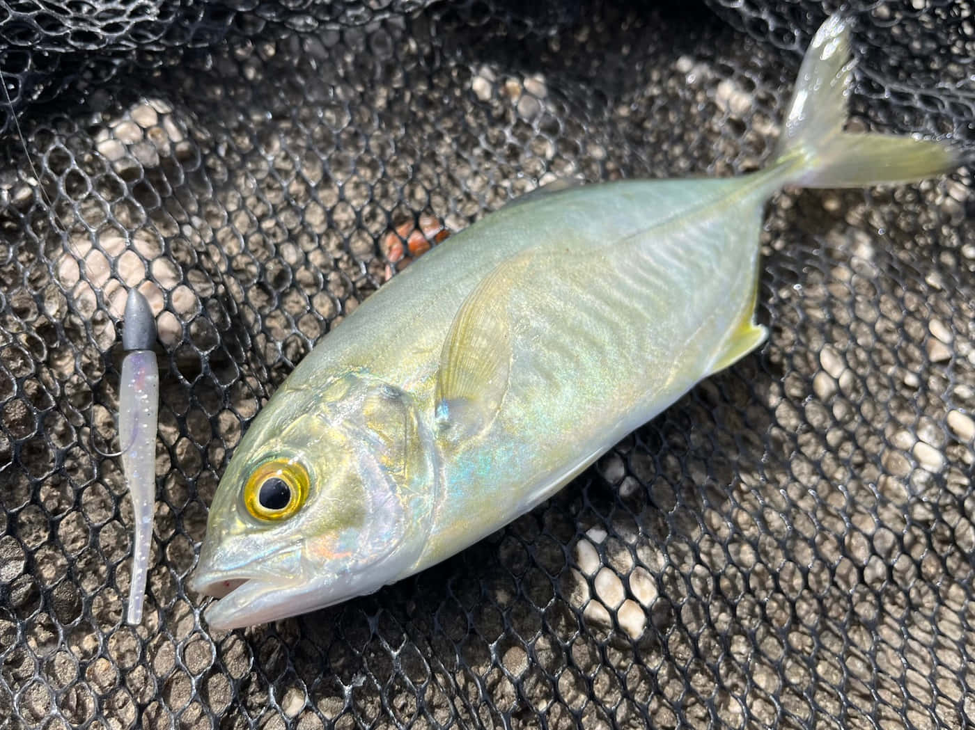 藍鰭魚躺於網上 壁紙 — 一條剛捕獲的銀色魚，黃色眼睛，躺在黑色漁網上，旁邊有一個半透明的魚餌。