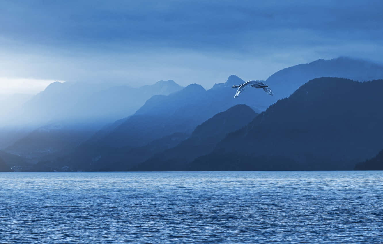 藍鳥沐浴在明亮陽光下 壁紙 — 一隻孤獨的鶴在陰天背景下，優雅地滑翔於寧靜的藍色湖泊之上，遠處霧氣繚繞的山巒升起。