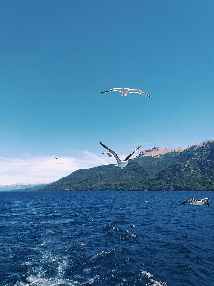 藍鳥靜立於樹枝上，背後是美麗的夕陽 壁紙 — 海鷗在深藍色的海洋上空優雅地翱翔，森林覆蓋的山脈在晴朗的天空下聳立。