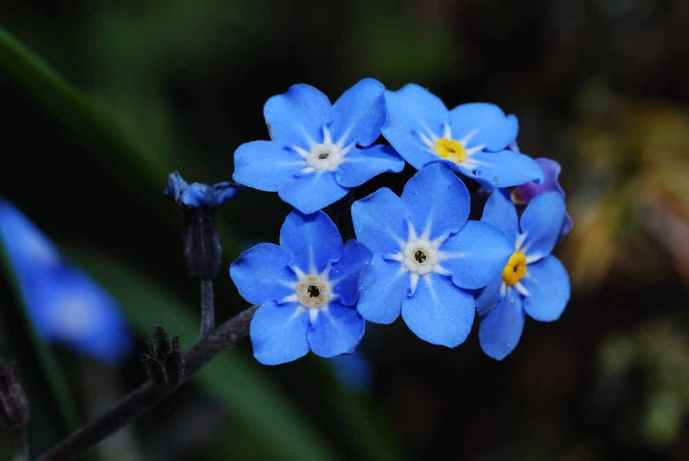 藍黃相間的勿忘我花 壁紙 — 鮮豔的藍色勿忘我花，白色花心，在柔和模糊的綠色背景下 delicately 綻放。