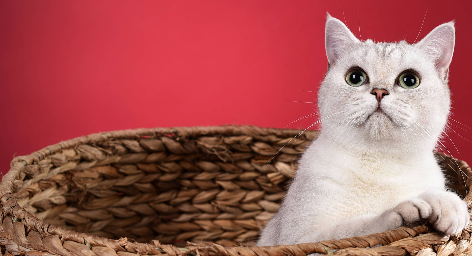 一隻白貓，綠色眼睛，坐在編織籃子裡，背景是紅色。