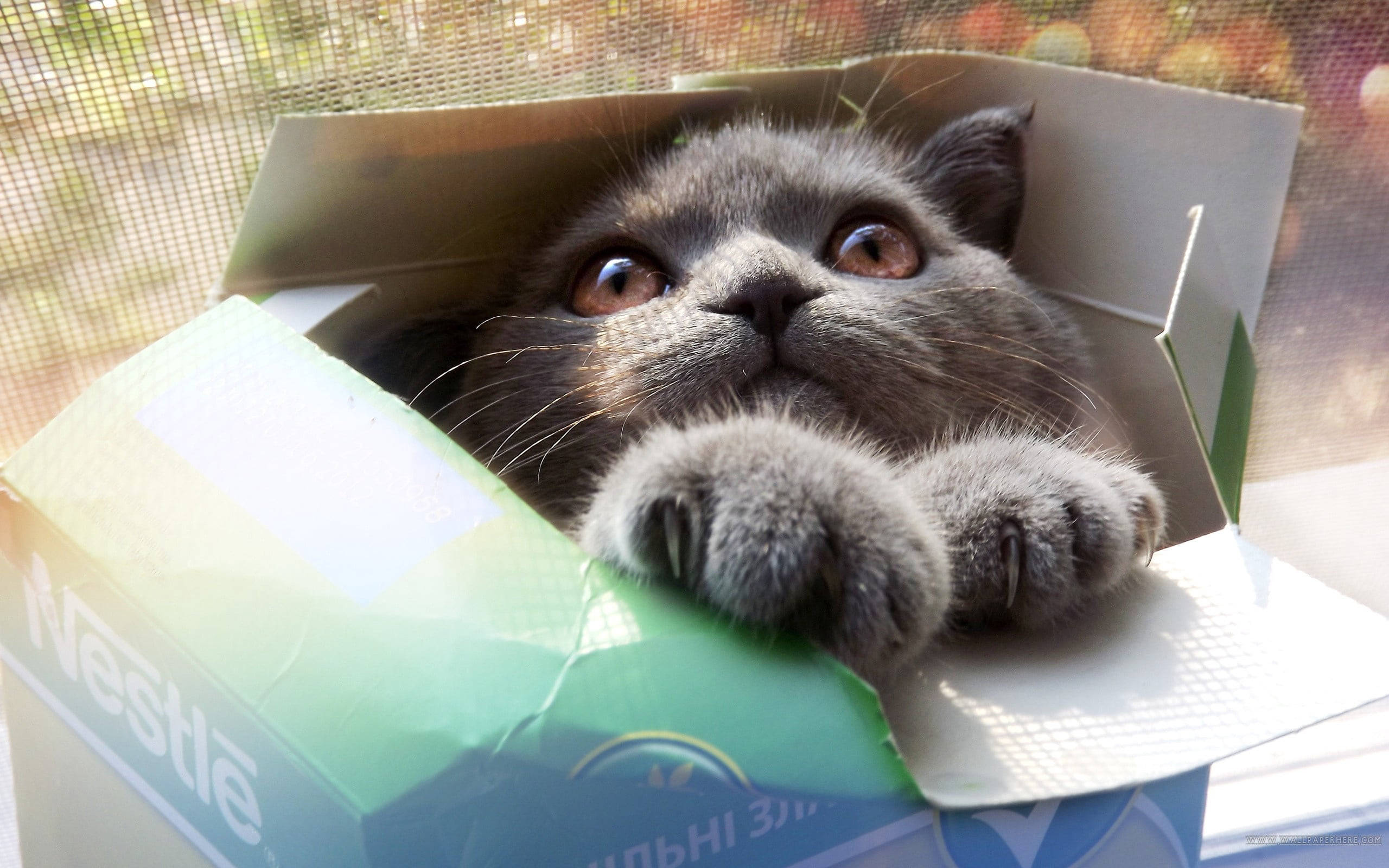 藏在牛奶盒裡的酷貓 壁紙 — 一隻毛茸茸的灰色貓咪好奇地從陽光照射的窗紗旁的一個綠色Nestle盒子裡探出頭來。