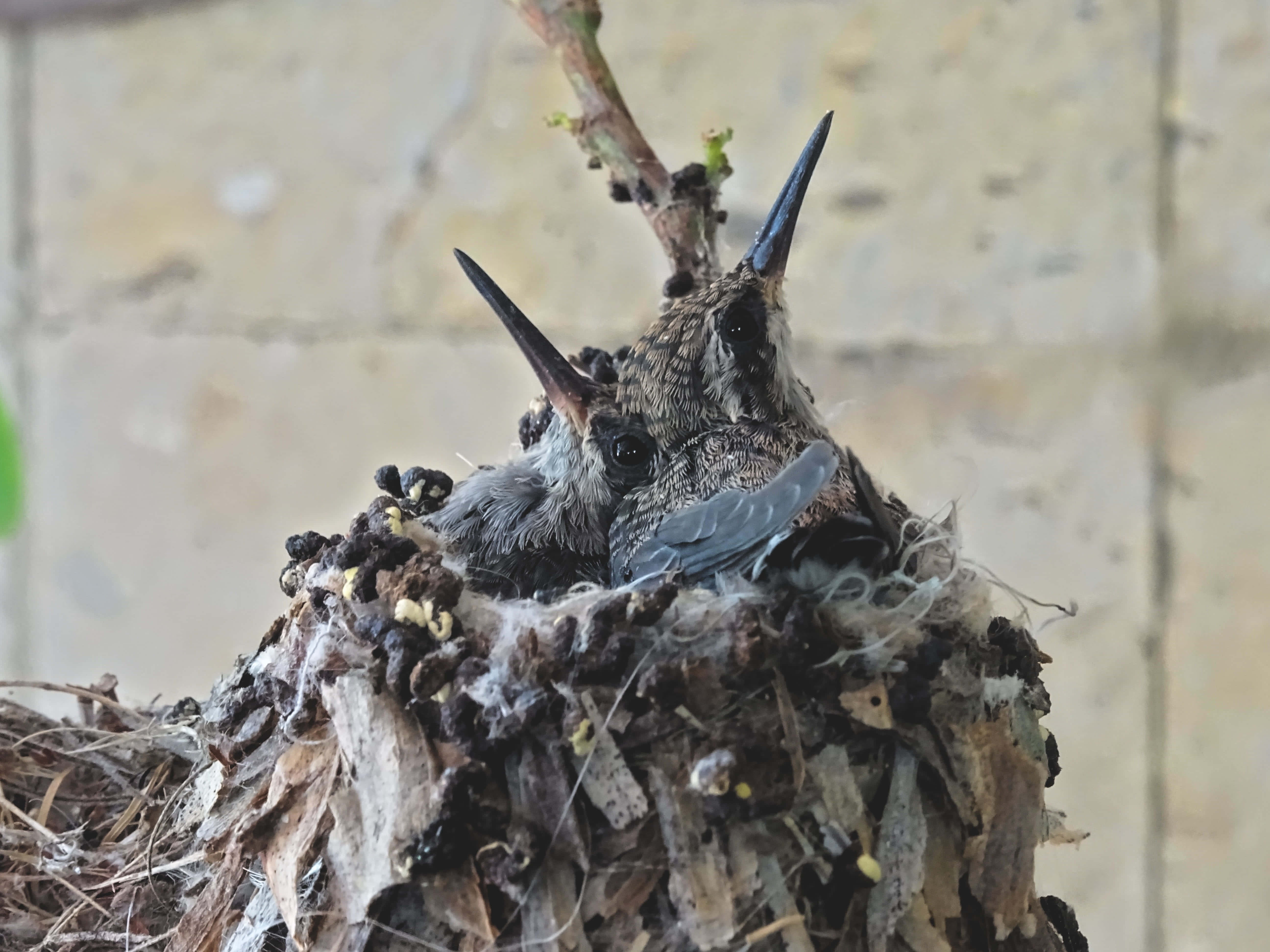 藏於葉叢中的蜂鳥巢 壁紙 — 兩隻張開喙的蜂鳥寶寶從石牆上一個由小樹枝和苔蘚做成的小巢中探出頭來。