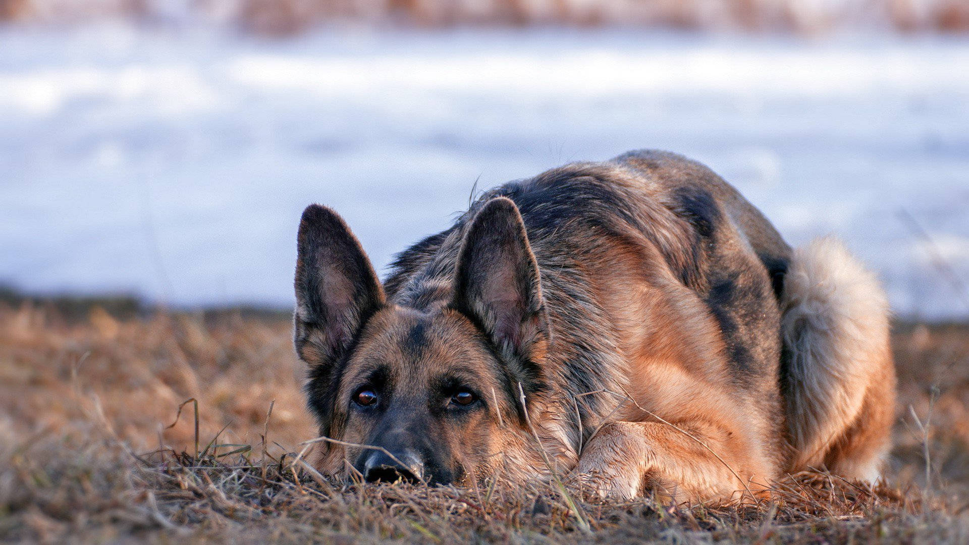 藏身的德國牧羊犬 壁紙 — 一隻德國牧羊犬在乾草上警覺地休息，身後是白雪覆蓋的地面，在柔和日光下。