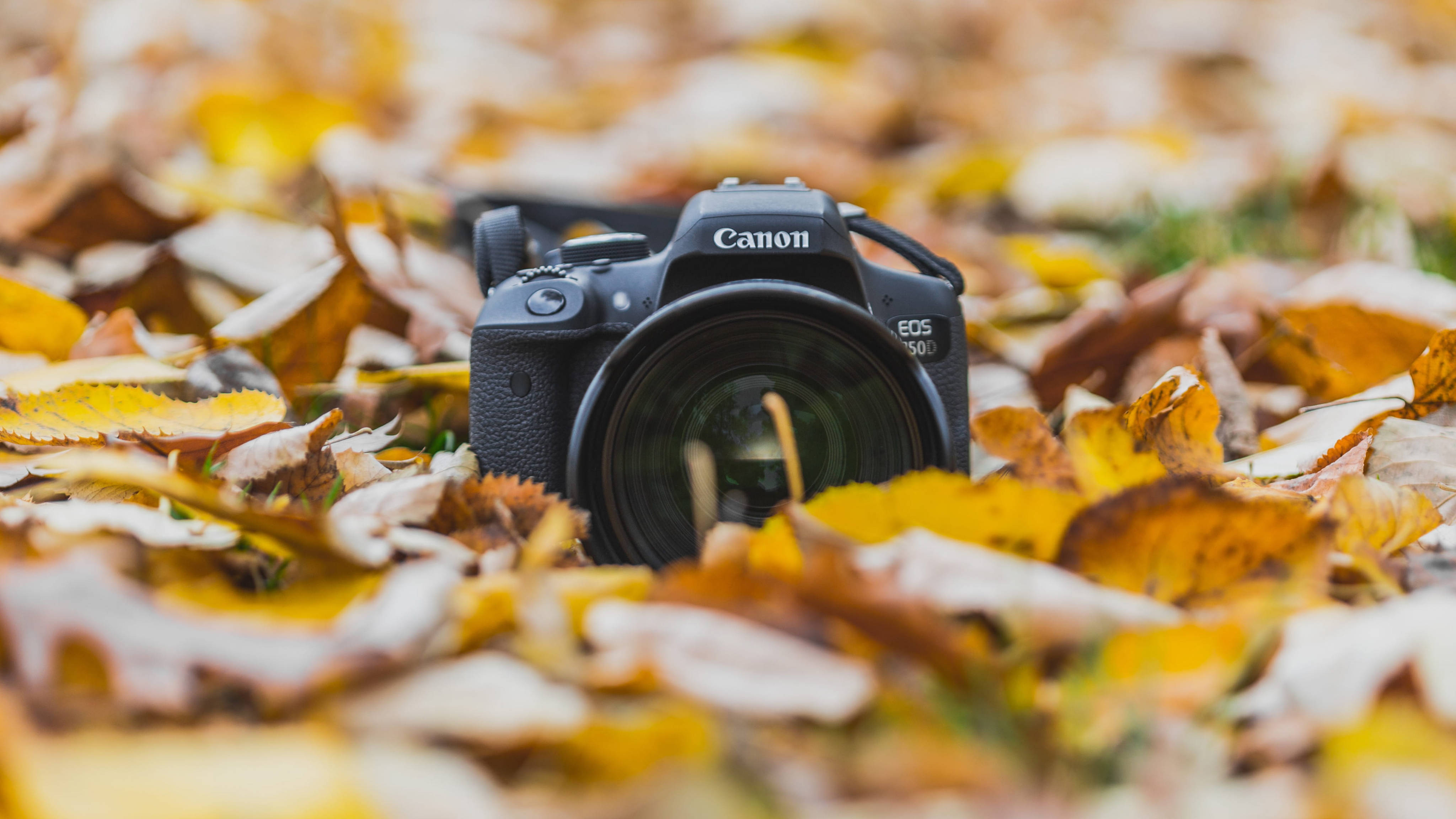 藝術感秋葉與相機 壁紙 — 一部黑色 Canon EOS 5D Mark IV 相機放置在鮮豔的黃色和棕色秋葉中，焦點柔和。