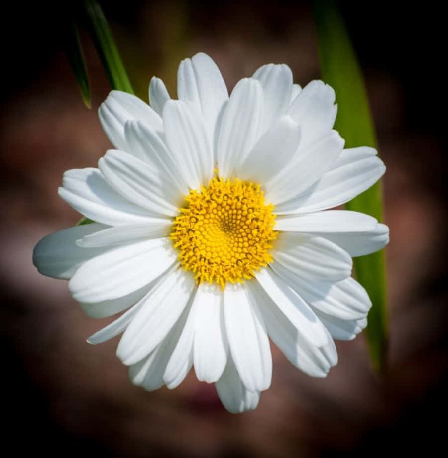 藝術感雛菊花圖 壁紙 — 一朵白色雛菊的特寫，帶有明亮的黃色中心，在黑暗模糊的背景中發光。