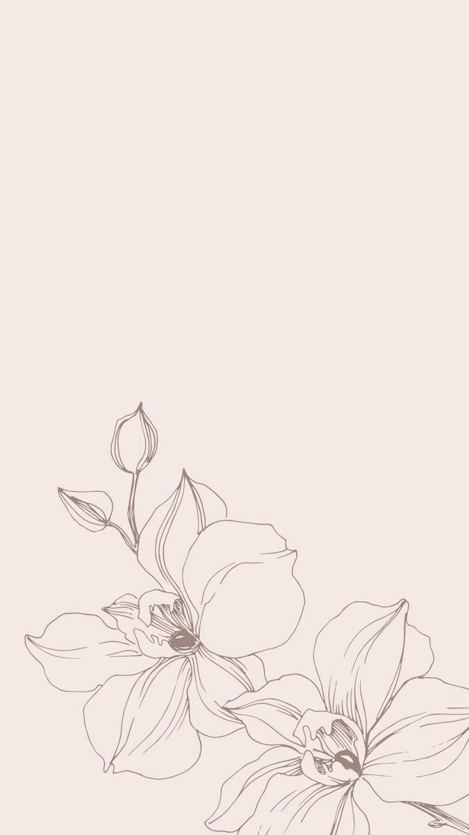 米色背景上以精緻線條藝術呈現的兩朵蘭花與花蕾。