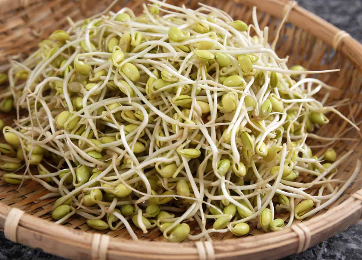 新鮮綠豆芽放在編織竹籃中。